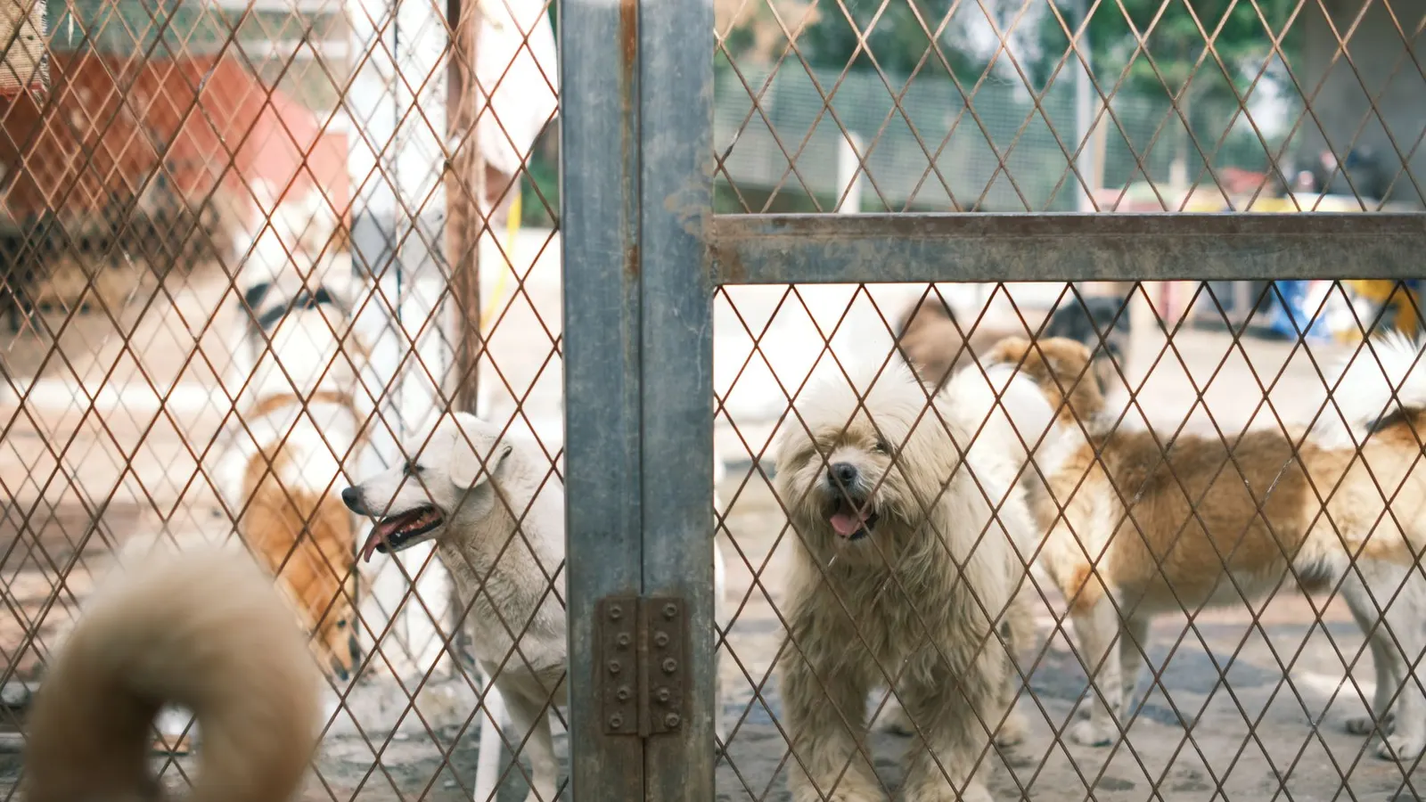 Boarding kennels, catteries and pet hotels
