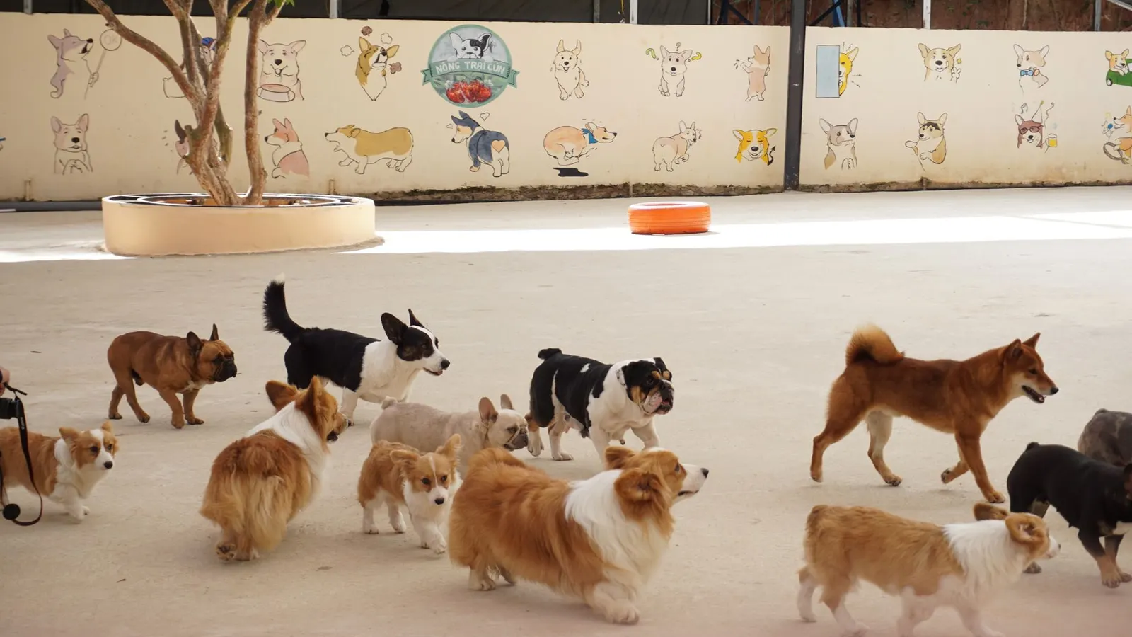 Daycare centres and dog crèches