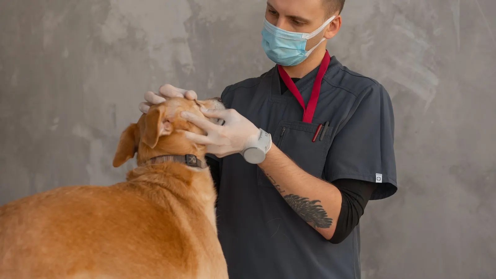 Vet clinics and animal hospitals